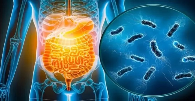 The Science Behind Gut Health and Its Impact on&nbsp;Immunity